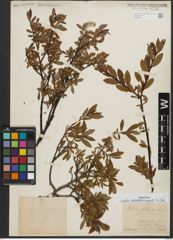 Foto von Salix waldsteiniana Willd.